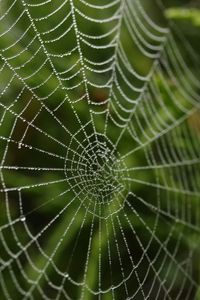 Preview wallpaper cobweb, drops, macro, blur