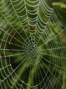 Preview wallpaper cobweb, drops, macro, blur