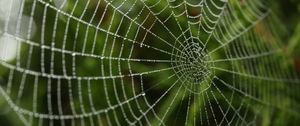 Preview wallpaper cobweb, drops, macro, blur