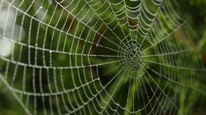 Preview wallpaper cobweb, drops, macro, blur