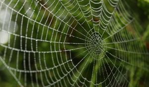 Preview wallpaper cobweb, drops, macro, blur