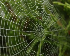 Preview wallpaper cobweb, drops, macro, blur