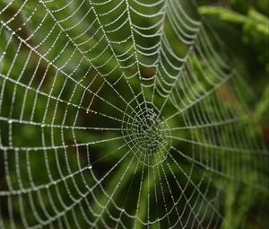 Preview wallpaper cobweb, drops, macro, blur