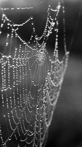 Preview wallpaper cobweb, drops, macro, blur, black and white