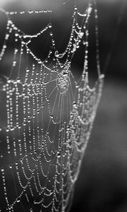 Preview wallpaper cobweb, drops, macro, blur, black and white