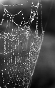 Preview wallpaper cobweb, drops, macro, blur, black and white