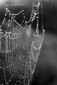 Preview wallpaper cobweb, drops, macro, blur, black and white