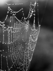 Preview wallpaper cobweb, drops, macro, blur, black and white