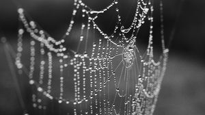 Preview wallpaper cobweb, drops, macro, blur, black and white