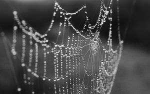 Preview wallpaper cobweb, drops, macro, blur, black and white