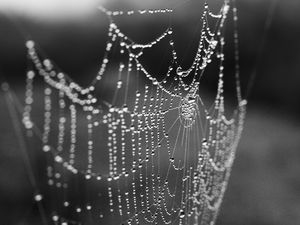 Preview wallpaper cobweb, drops, macro, blur, black and white