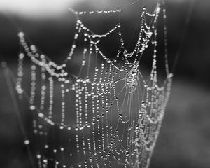 Preview wallpaper cobweb, drops, macro, blur, black and white