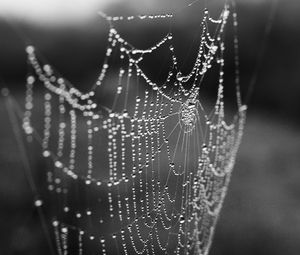 Preview wallpaper cobweb, drops, macro, blur, black and white