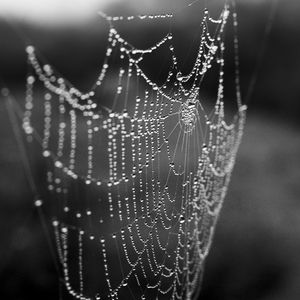 Preview wallpaper cobweb, drops, macro, blur, black and white