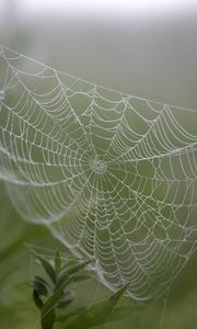 Preview wallpaper cobweb, drops, plants, macro