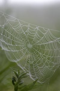 Preview wallpaper cobweb, drops, plants, macro