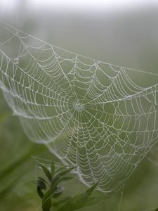 Preview wallpaper cobweb, drops, plants, macro
