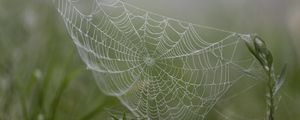 Preview wallpaper cobweb, drops, plants, macro