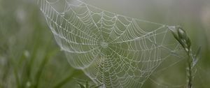 Preview wallpaper cobweb, drops, plants, macro