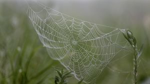 Preview wallpaper cobweb, drops, plants, macro