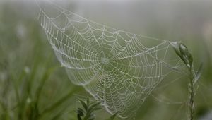 Preview wallpaper cobweb, drops, plants, macro