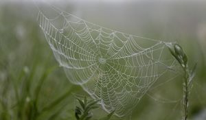 Preview wallpaper cobweb, drops, plants, macro