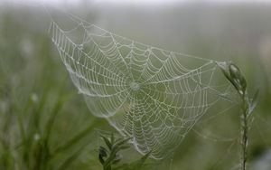 Preview wallpaper cobweb, drops, plants, macro