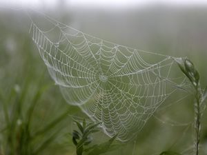 Preview wallpaper cobweb, drops, plants, macro