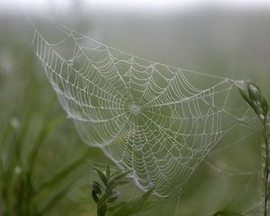 Preview wallpaper cobweb, drops, plants, macro