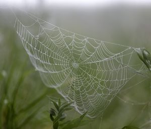 Preview wallpaper cobweb, drops, plants, macro