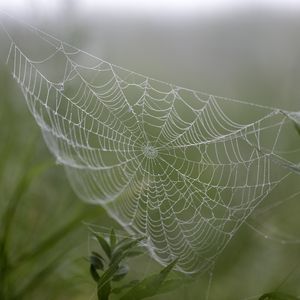 Preview wallpaper cobweb, drops, plants, macro