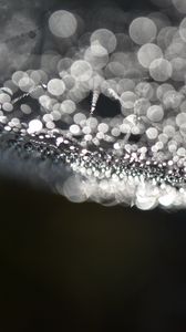 Preview wallpaper cobweb, drops, water, macro, blur, black and white