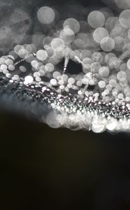 Preview wallpaper cobweb, drops, water, macro, blur, black and white