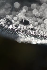 Preview wallpaper cobweb, drops, water, macro, blur, black and white