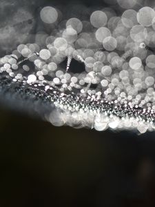 Preview wallpaper cobweb, drops, water, macro, blur, black and white