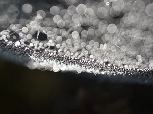 Preview wallpaper cobweb, drops, water, macro, blur, black and white