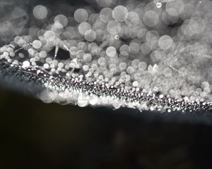 Preview wallpaper cobweb, drops, water, macro, blur, black and white