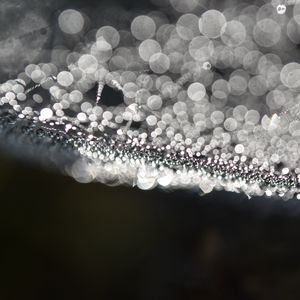 Preview wallpaper cobweb, drops, water, macro, blur, black and white