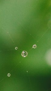 Preview wallpaper cobweb, drops, water, macro, green