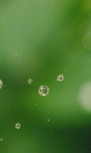 Preview wallpaper cobweb, drops, water, macro, green