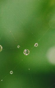 Preview wallpaper cobweb, drops, water, macro, green