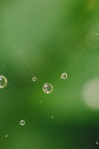 Preview wallpaper cobweb, drops, water, macro, green