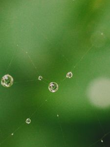 Preview wallpaper cobweb, drops, water, macro, green