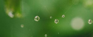 Preview wallpaper cobweb, drops, water, macro, green