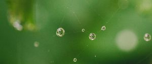 Preview wallpaper cobweb, drops, water, macro, green