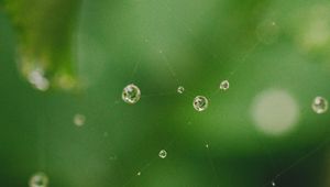 Preview wallpaper cobweb, drops, water, macro, green