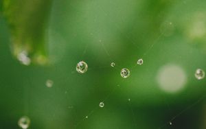 Preview wallpaper cobweb, drops, water, macro, green