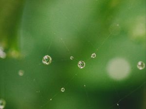 Preview wallpaper cobweb, drops, water, macro, green