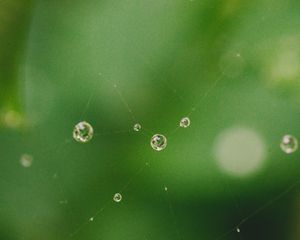 Preview wallpaper cobweb, drops, water, macro, green