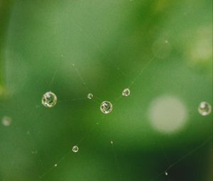 Preview wallpaper cobweb, drops, water, macro, green